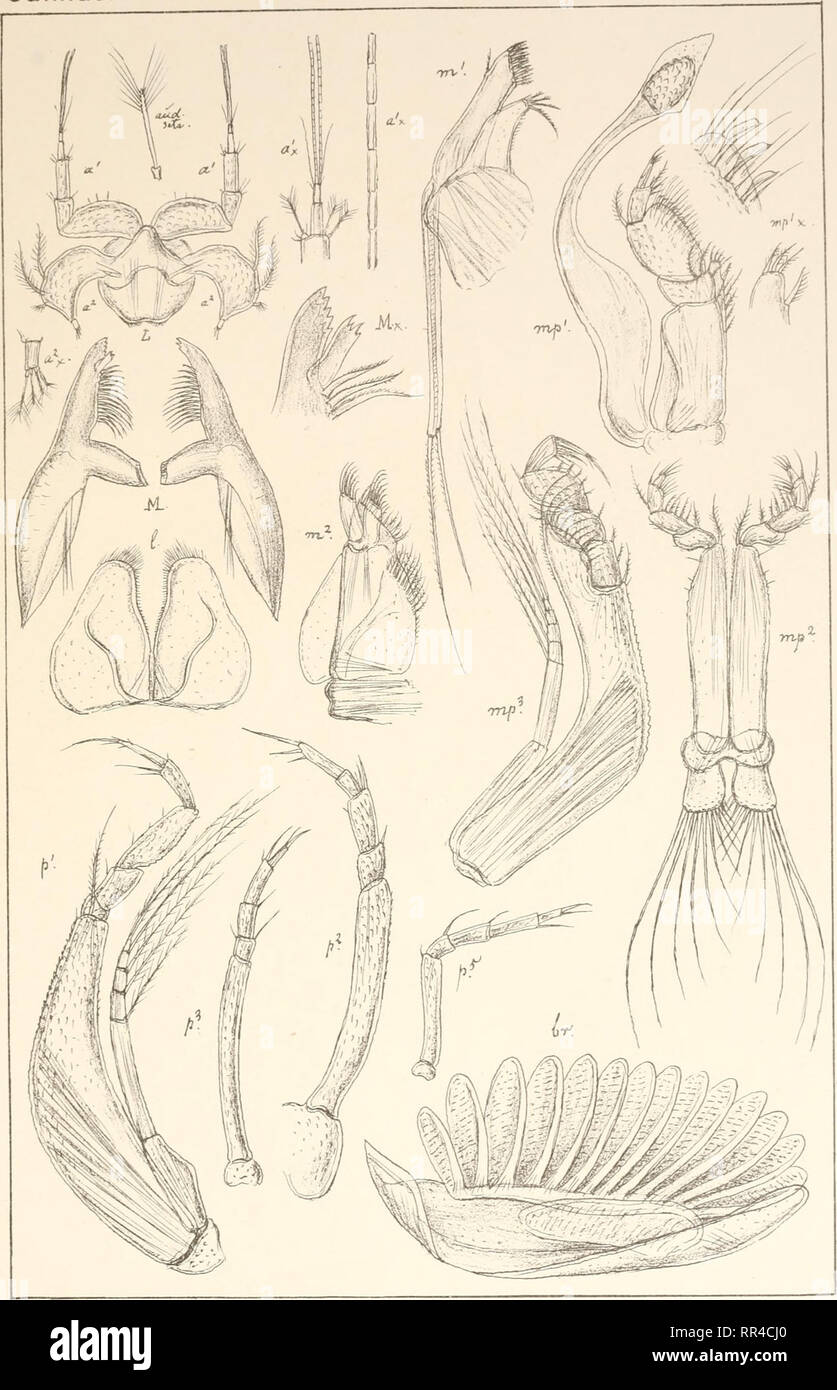 . An account of the Crustacea of Norway, with short descriptions and figures of all the species. Crustacea -- Norway. Cumidae. Cumace a. PI.H. tiyktiden prtv.OpmaalingChra. Cuma scorpioides,(Mont). (continued).. Please note that these images are extracted from scanned page images that may have been digitally enhanced for readability - coloration and appearance of these illustrations may not perfectly resemble the original work.. Sars, G. O. (Georg Ossian), 1837-1927. Christiania, Copenhagen, A. Cammermeyer Stock Photo