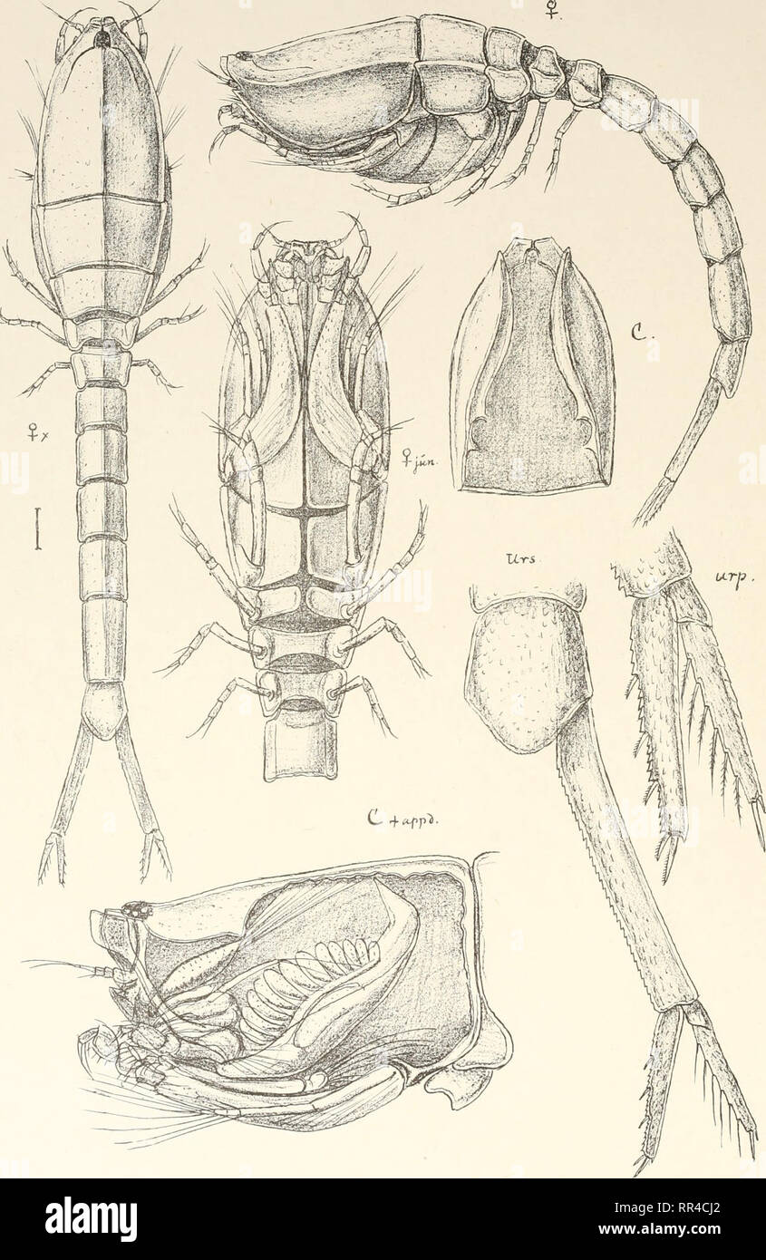 . An account of the Crustacea of Norway, with short descriptions and figures of all the species. Crustacea -- Norway. Cumidae. Cumace a. PL I. . trvktiden priv.Opmaaling Chra. Cuma scorpioides,(Mont).. Please note that these images are extracted from scanned page images that may have been digitally enhanced for readability - coloration and appearance of these illustrations may not perfectly resemble the original work.. Sars, G. O. (Georg Ossian), 1837-1927. Christiania, Copenhagen, A. Cammermeyer Stock Photo