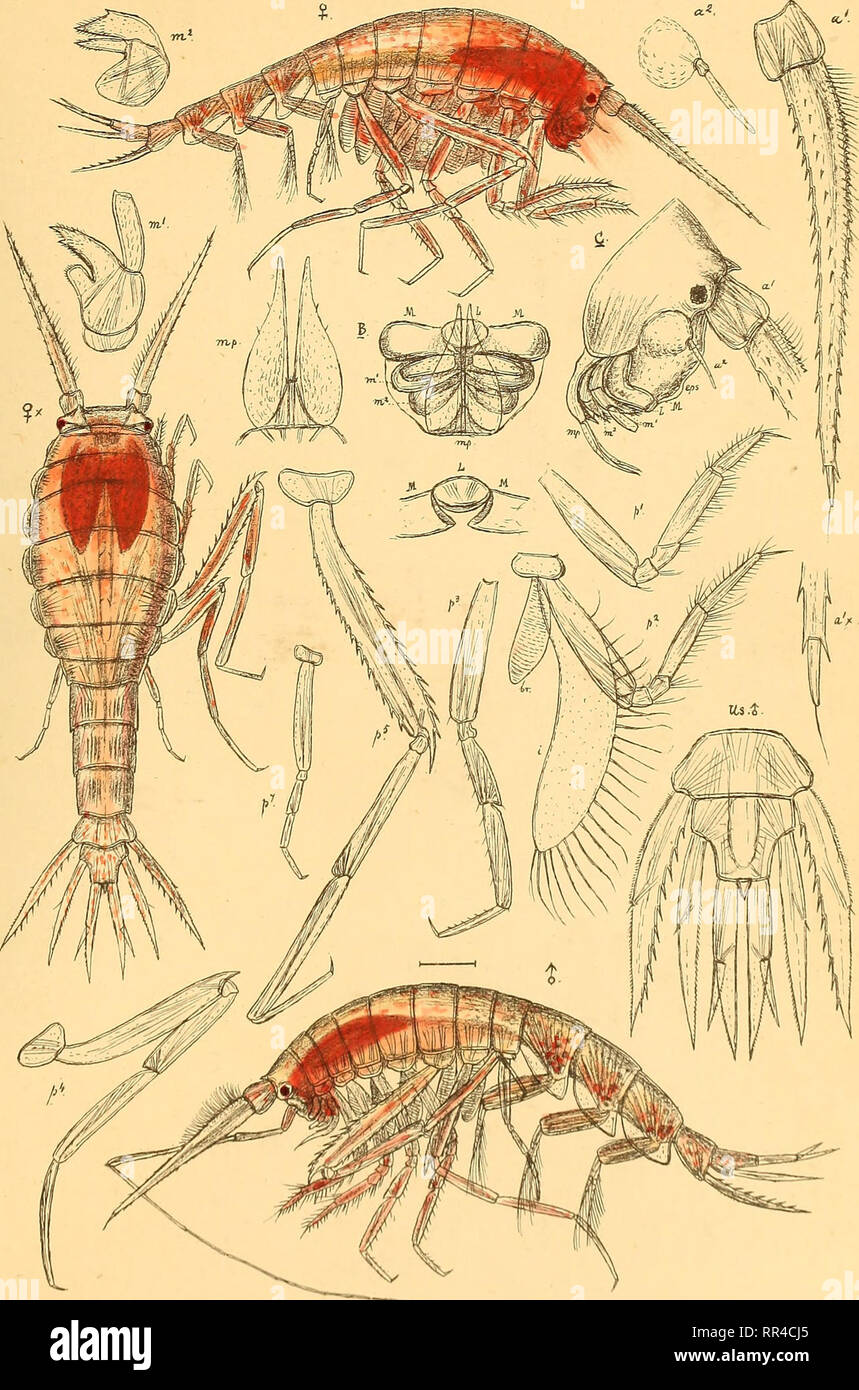 . An account of the Crustacea of Norway, with short descriptions and figures of all the species. Crustacea. Scinidae, AM PH IPO DA, PI, 8.. G.O.Sars auto^r. Scina borealis, G.OSars.. Please note that these images are extracted from scanned page images that may have been digitally enhanced for readability - coloration and appearance of these illustrations may not perfectly resemble the original work.. Sars, G. O. (Georg Ossian), 1837-1927. Christiania, Copenhagen, A. Cammermeyer Stock Photo