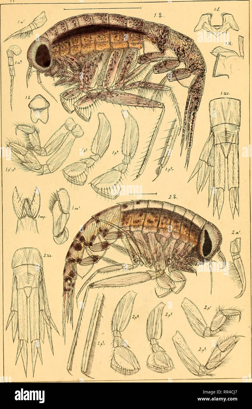 . An account of the Crustacea of Norway, with short descriptions and figures of all the species. Crustacea. Hyperiidae. AMPHIPODA PI. 6.. QOSars auto^r. Ji 1. Euthemisto libellula, (Mandt). 2. Euthemisto bispinosa.(Boeck). Vw. Please note that these images are extracted from scanned page images that may have been digitally enhanced for readability - coloration and appearance of these illustrations may not perfectly resemble the original work.. Sars, G. O. (Georg Ossian), 1837-1927. Christiania, Copenhagen, A. Cammermeyer Stock Photo