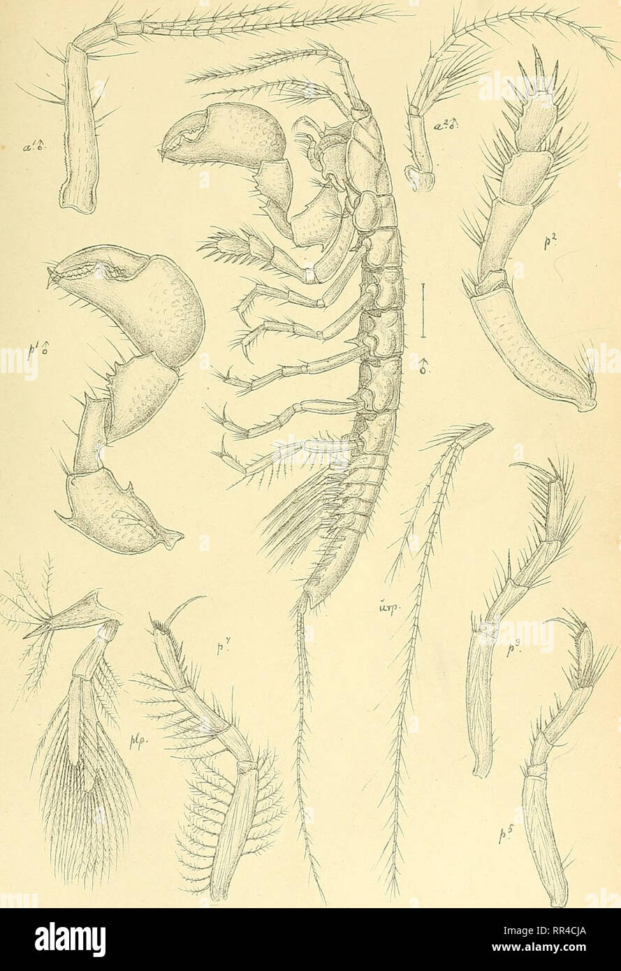 . An account of the Crustacea of Norway, with short descriptions and figures of all the species. Crustacea. Apseudidae. I s op o da.. pi.it.. GO. S ars, autogr Apseudes spin.csus,(M. Ssrs), (continued.). Please note that these images are extracted from scanned page images that may have been digitally enhanced for readability - coloration and appearance of these illustrations may not perfectly resemble the original work.. Sars, G. O. (Georg Ossian), 1837-1927. Christiania, Copenhagen, A. Cammermeyer Stock Photo
