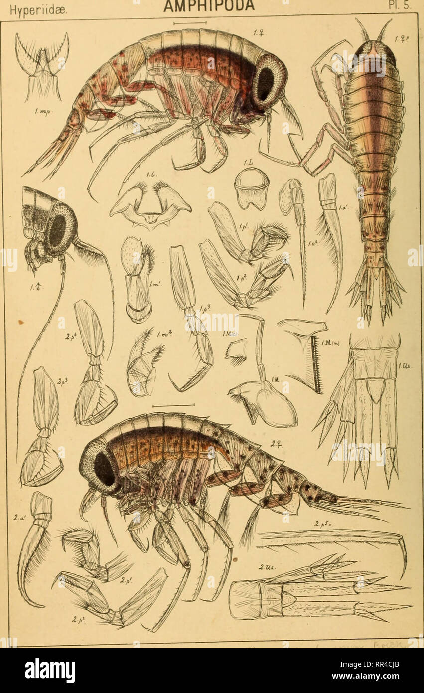 . An account of the Crustacea of Norway, with short descriptions and ...