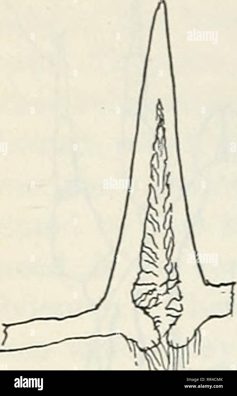 The Acarina Or Mites A Review Of The Group For The Use Of