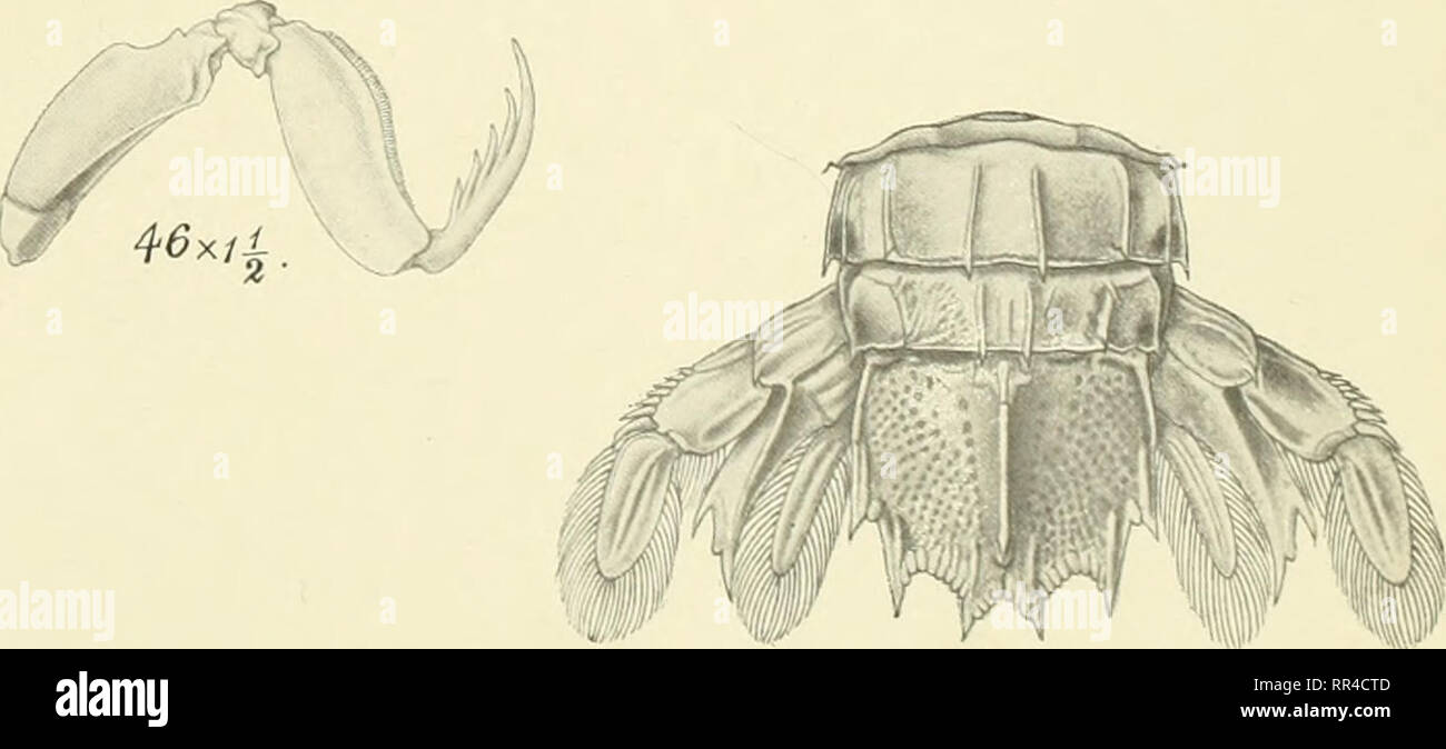 . An account of the Crustacea Stomatopoda of the Indo-Pacific region based on the collection in the Indian Museum ... with which are issued illustrations of the zoology of the R.I.M.S.S. &quot;Investigator&quot; ... Stomatopoda; Crustacea. ? C. Mondul.del.. 4rx/f Photo -En^Jraved &amp; prinied at the Offices oi the Survey of India. Calcocta. Ifll2 Fips. 42-44 Squilla tjonypetes. Figs. 45-47 Squilla boops. Fig. 48 Squilla foveolata. Fig. 49 Squilla nepa. Figs. .^0-53 Squilla lioloschista.. Please note that these images are extracted from scanned page images that may have been digitally enhanced Stock Photo