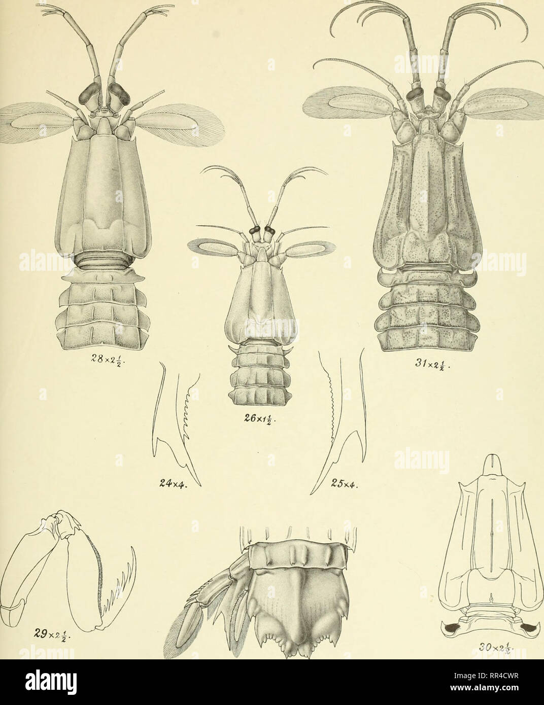 . An account of the Crustacea Stomatopoda of the Indo-Pacific region based on the collection in the Indian Museum ... with which are issued illustrations of the zoology of the R.I.M.S.S. &quot;Investigator&quot; ... Stomatopoda; Crustacea. ZOOLOGY OF THE R. I. M. S. 'INVESTIGATOR. Ceustacea Stomatopoda, Plate II.. Z9y.2i 30^z^ -27x2. S. C. Mondul, del. Photo -Engraved k printed at the Offices of the Survey of India, Calcutta, 1912, Fig. 24 Squilla lata. Fig's. 25-27 Squilla gilesi. Fig.s. 28-29 Squilla armata. Fig. 30 Squilla scorpio. Fig. 31 Squilla scorpio var. immaculata.. Please note that  Stock Photo
