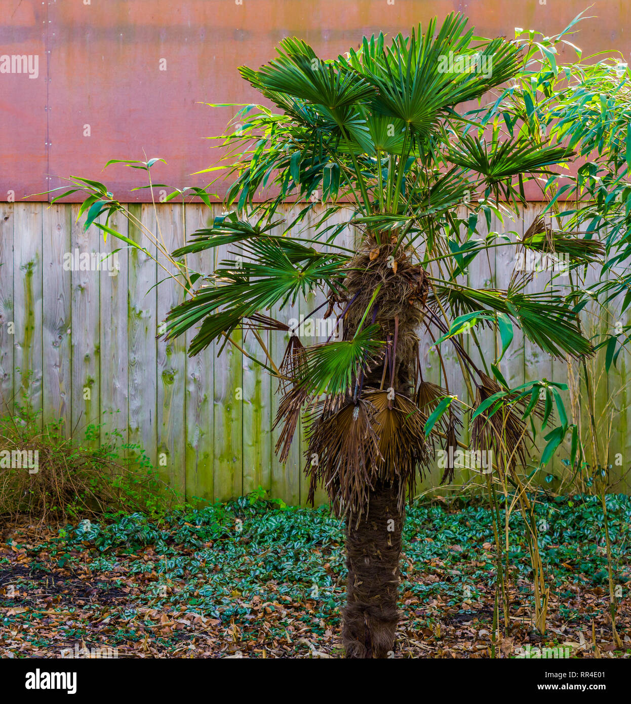 small palm tree, popular tropical plant for the garden, exotic gardens