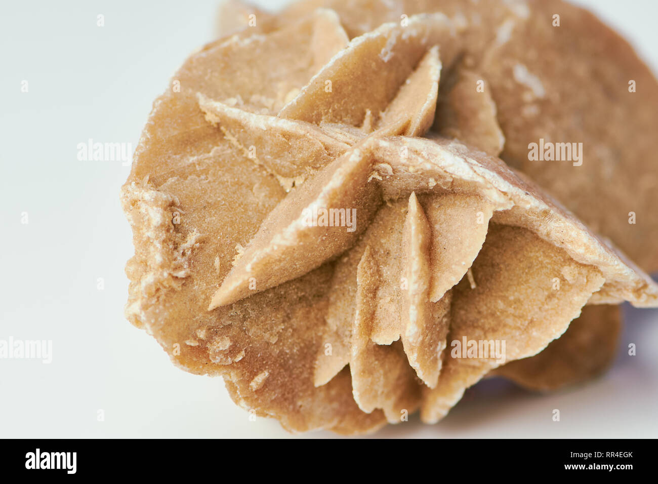 macro color photo of a desert rose on a white surface Stock Photo