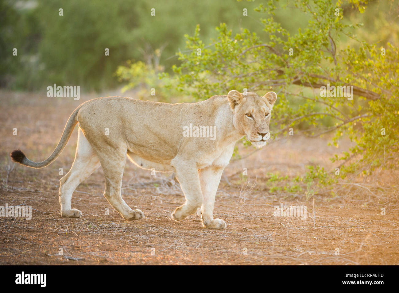 The Lion at the Heart of a $4.2 Billion Industry