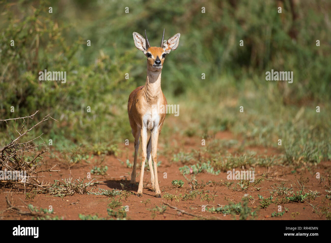Steenbok, Raphicerus campestris, Kruger National Park, South Africa Stock Photo