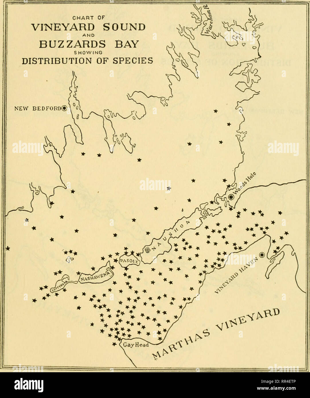 . [A biological survey of the waters of Woods Hole and vicinity. Marine animals; Marine plants. BIOLOGICAIv SURVEY OF WOODS HOLE AND VICINITY. 335. Chart 115.—Cancer irroratus.. Please note that these images are extracted from scanned page images that may have been digitally enhanced for readability - coloration and appearance of these illustrations may not perfectly resemble the original work.. Sumner, Francis Bertody, 1874-; Osburn, Raymond C. (Raymond Carroll), 1872-1955; Cole, Leon Jacob, 1877-; Davis, Bradley M. (Bradley Moore), b. 1871; United States. Bureau of Fisheries. Washington : Go Stock Photo