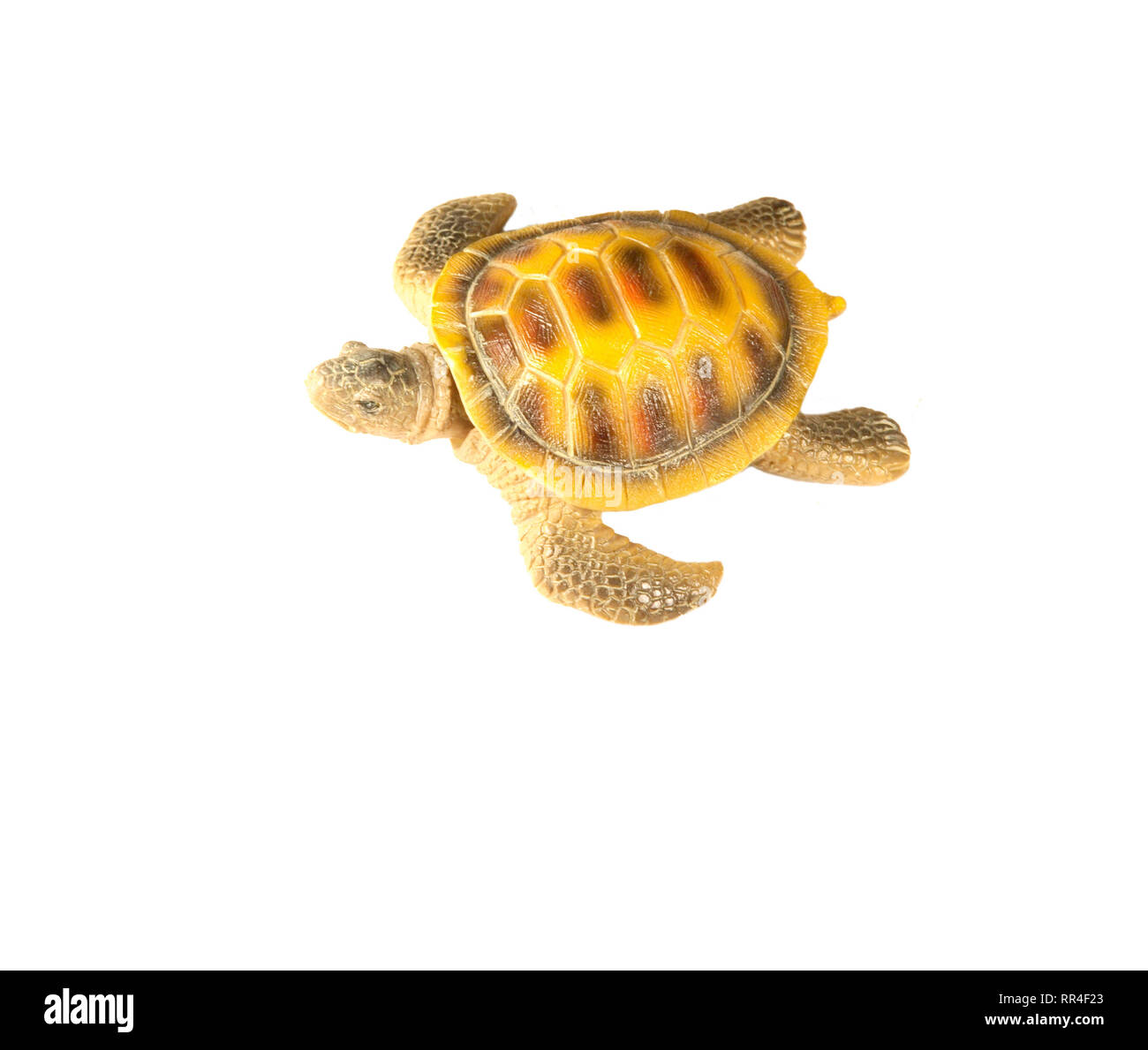 shell turtle on white background Stock Photo - Alamy