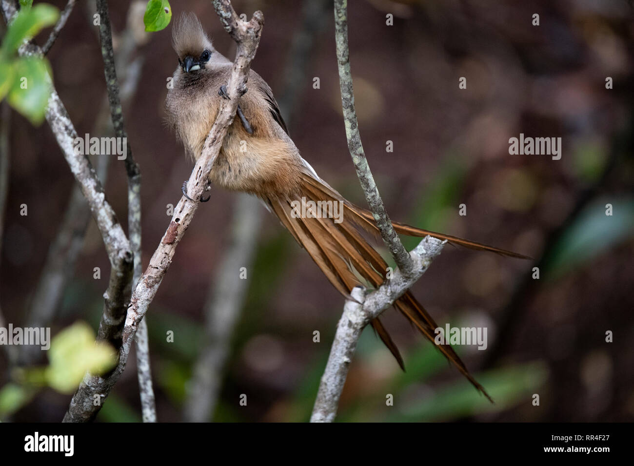 Speckled mousebird, Colius striatus, Wilderness, South Africa Stock Photo
