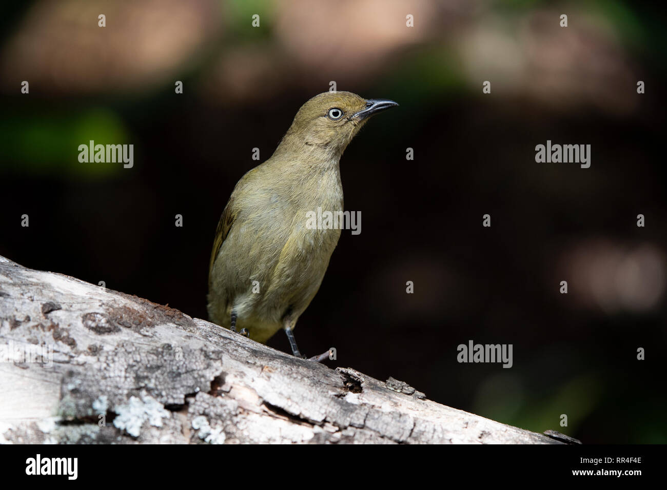 Sombre greenbul, Andropadus importunus, Wilderness, South Africa Stock Photo