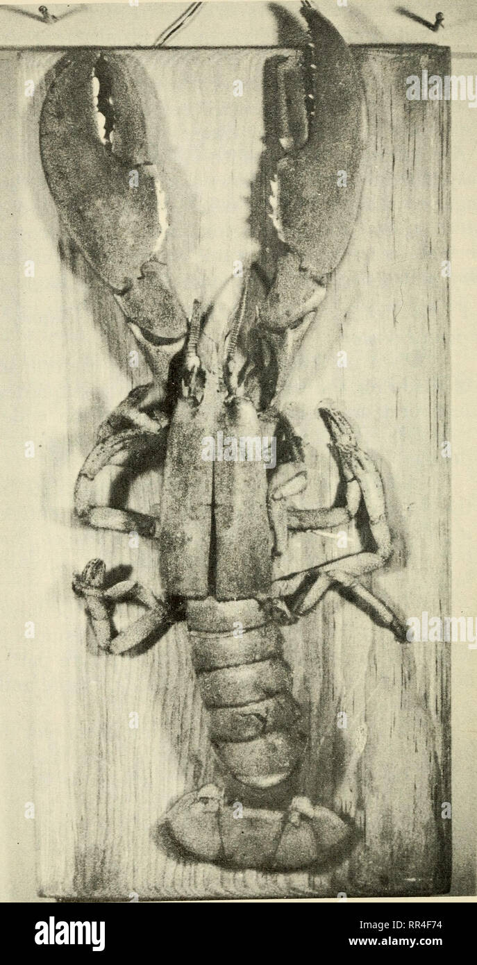 . About lobsters. Lobsters; Lobster fisheries. 22 ABOUT LOBSTERS. Fig. 1. The empty, moulted shell. Please note that these images are extracted from scanned page images that may have been digitally enhanced for readability - coloration and appearance of these illustrations may not perfectly resemble the original work.. Prudden, T. M. (Theodore Mitchell). Freeport, Me. : Bond Wheelwright Co Stock Photo