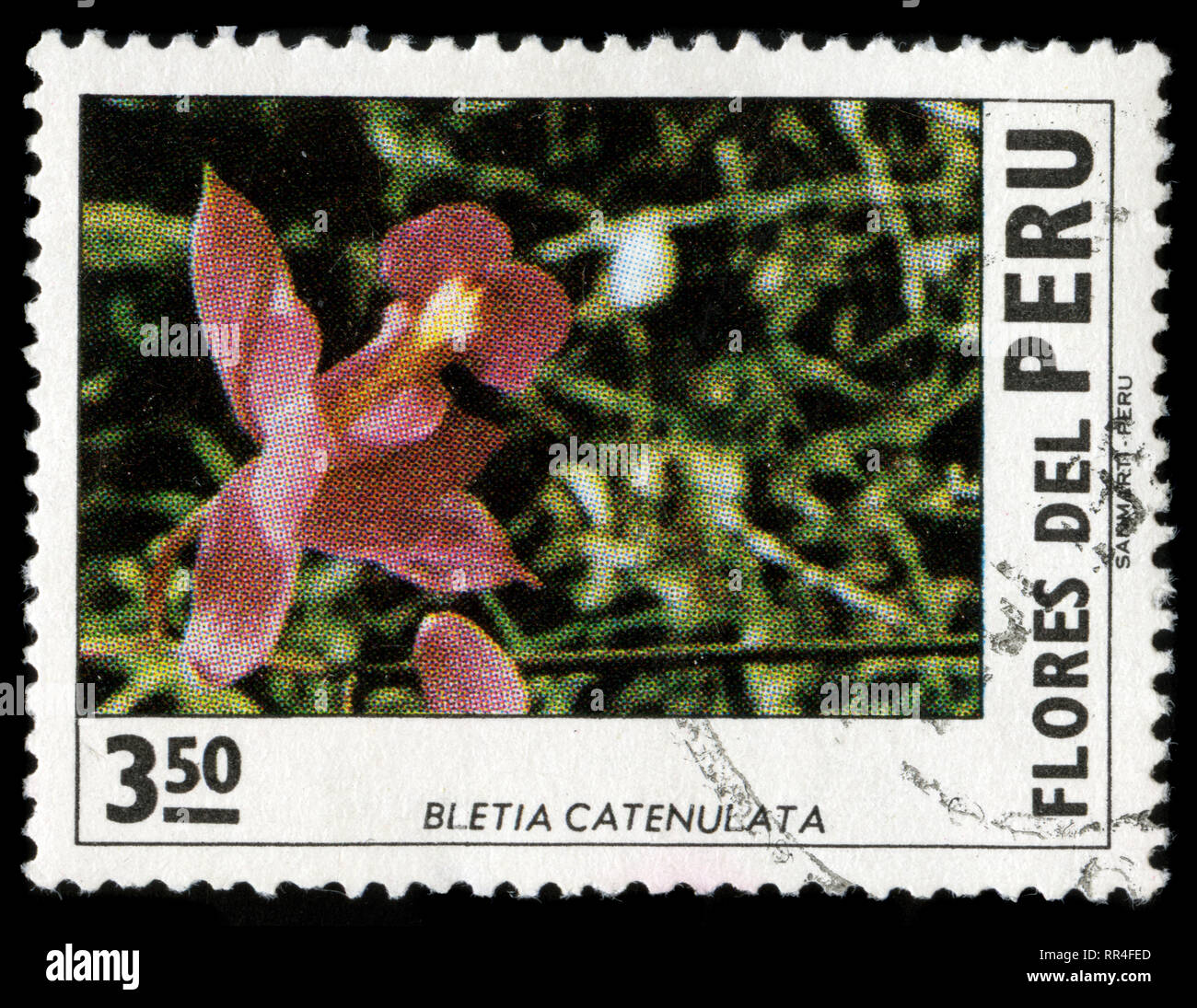 Postage stamp from Peru in the Peruvian flowers series issued in 1972 Stock Photo