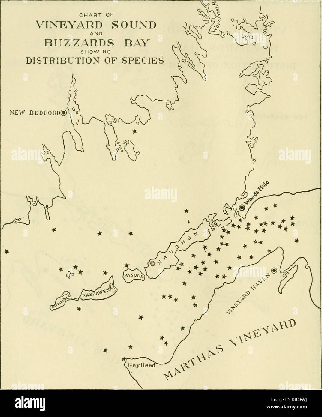 . [A biological survey of the waters of Woods Hole and vicinity. Marine animals; Marine plants. 240 BUIvIvETiN OF THE BUREAU OF FISHERIES.. Chart 22.—Thuiaria argentea.. Please note that these images are extracted from scanned page images that may have been digitally enhanced for readability - coloration and appearance of these illustrations may not perfectly resemble the original work.. Sumner, Francis Bertody, 1874-; Osburn, Raymond C. (Raymond Carroll), 1872-1955; Cole, Leon Jacob, 1877-; Davis, Bradley M. (Bradley Moore), b. 1871; United States. Bureau of Fisheries. Washington : Govt. Prin Stock Photo
