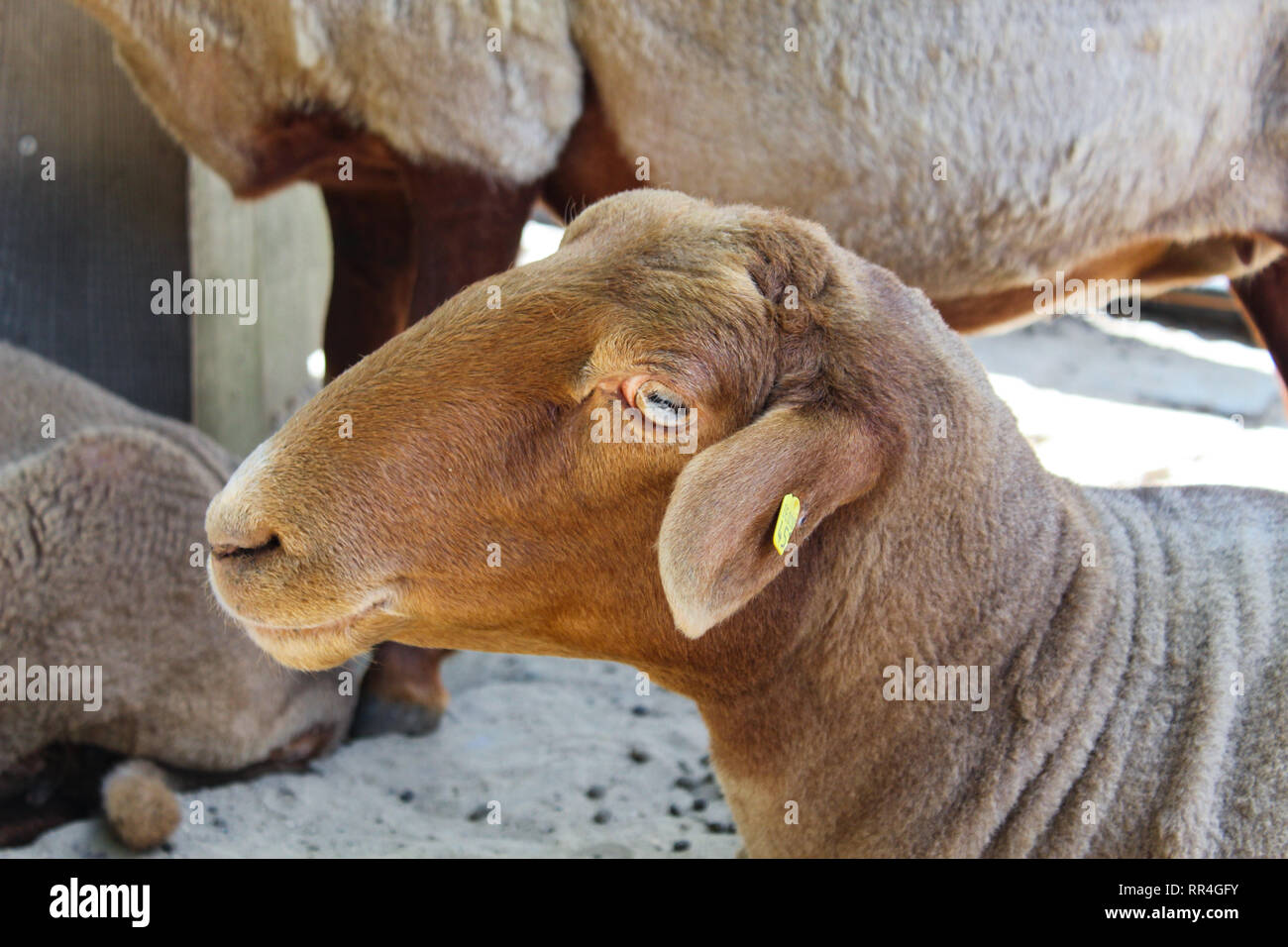 Shorn animals hi-res stock photography and images - Alamy