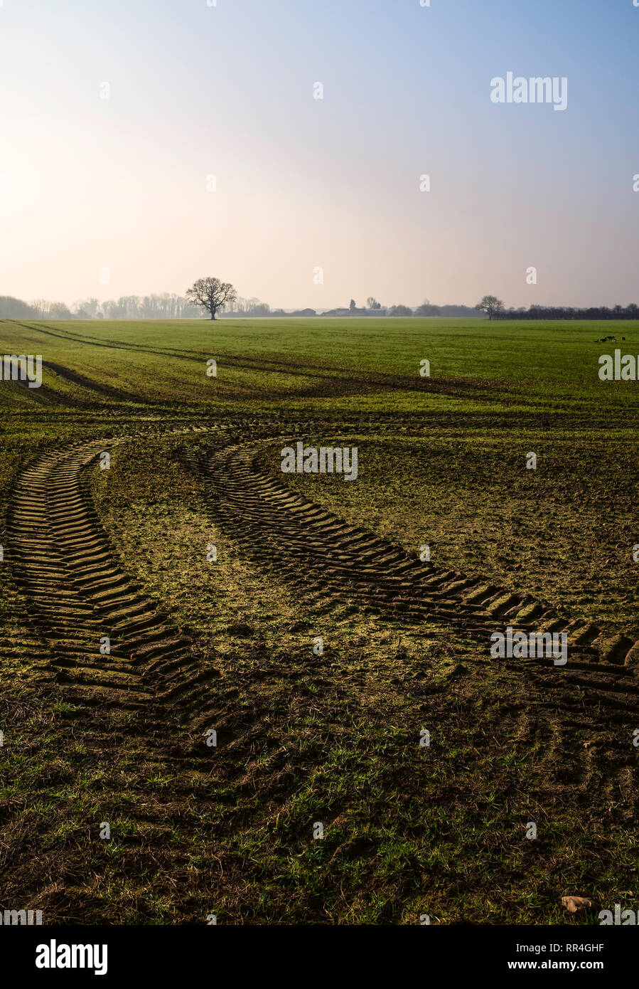 View across agricultural landscape of oats and wheat with tractor tracks on fine misty spring morning under blue sky in Beverley, Yorkshire, UK. Stock Photo