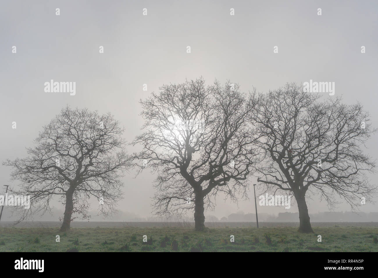Warrington, Cheshire, UK. 24th Feb, 2019. 24-02-19   The weather gave a misty morning at Grappenhall Heys near to Warrington, Cheshire, England. A sunny day had been forecast but it took a while to burn away the mist in the countryside Credit: John Hopkins/Alamy Live News Stock Photo