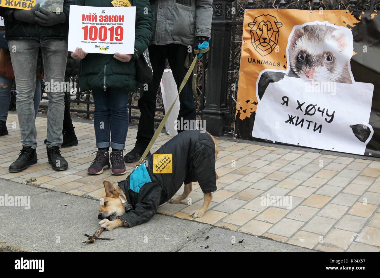 Kiev, Kiev, Ukraine. 24th Feb, 2019. A dog is seen gnawing a stick next to  a banner reading '' I want to live!'', during the   protested against the killing of animals