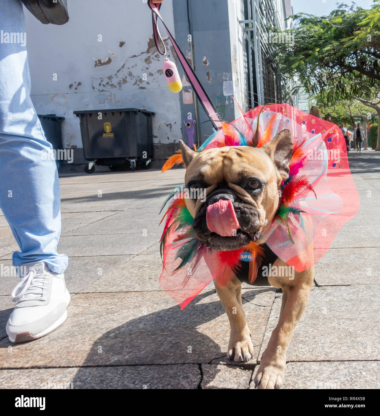 Fancy dress competition hi res stock photography and images Page