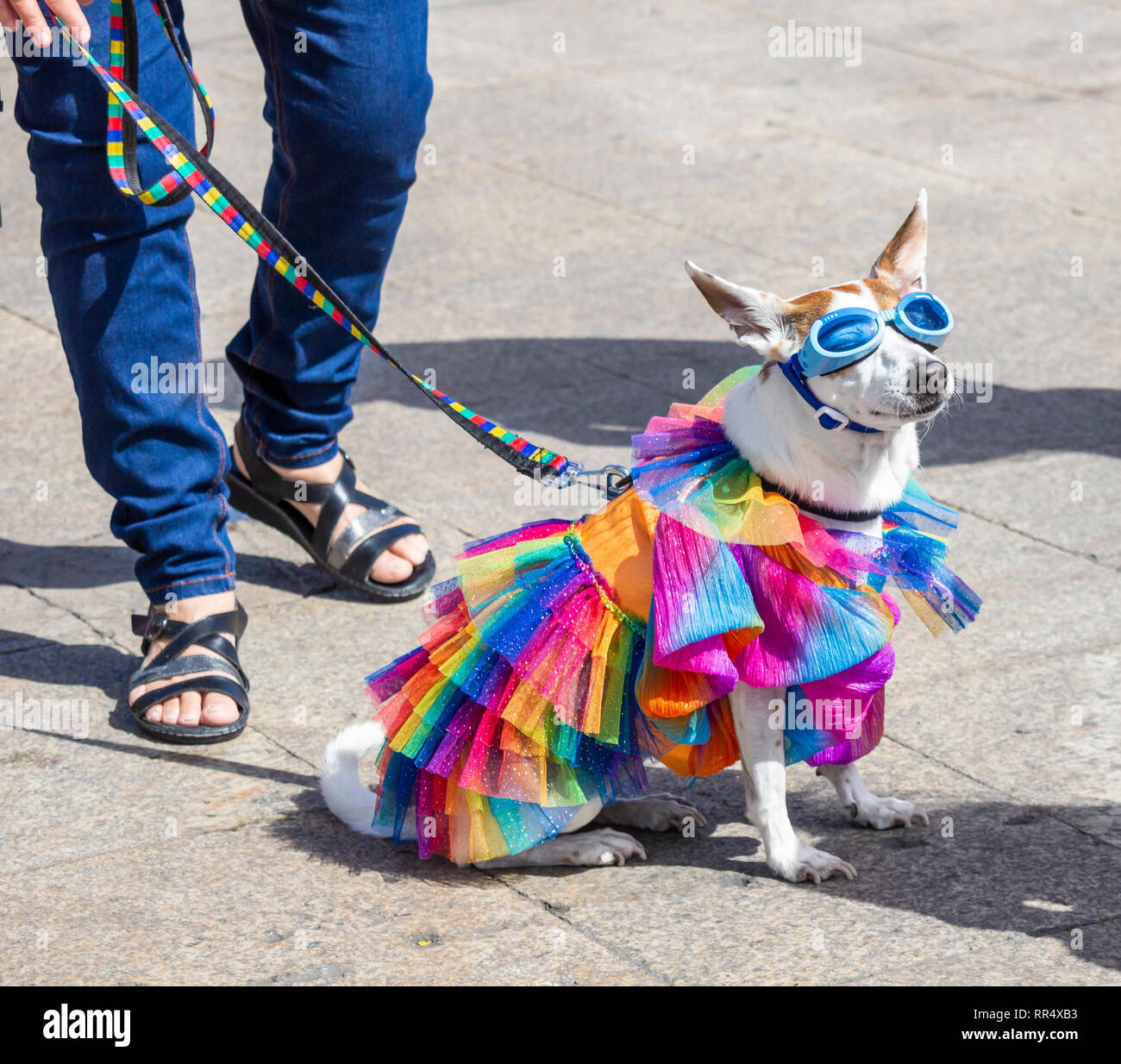 Canary fancy dress cheap