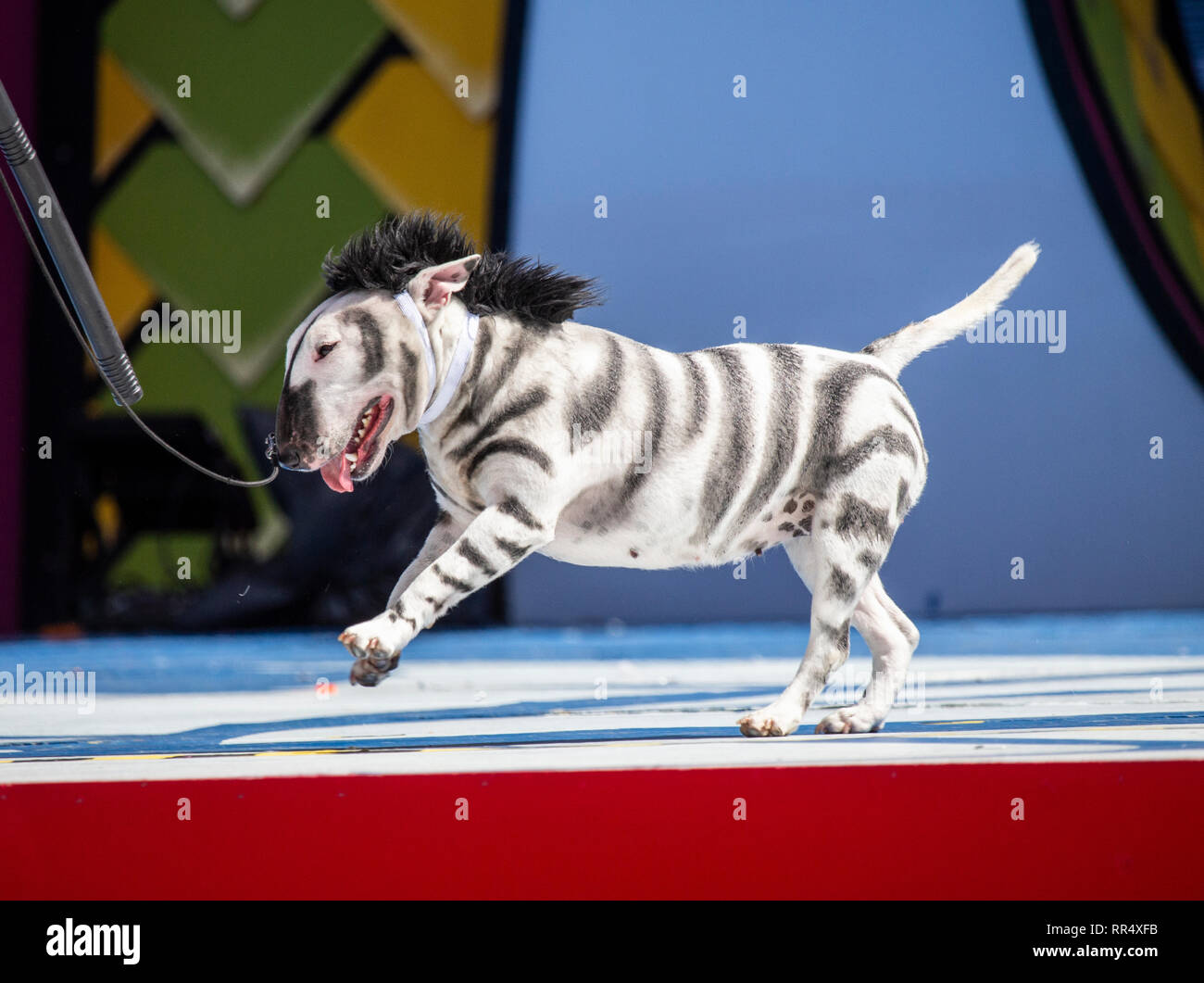 Las Palmas, Gran Canaria, Canary Islands, Spain. 24th February, 2019. Dog  fancy dress competition day at the Las Palmas carnival on Gran Canaria,  where midday temperatures on Sunday reached 33 degrees Celcius.