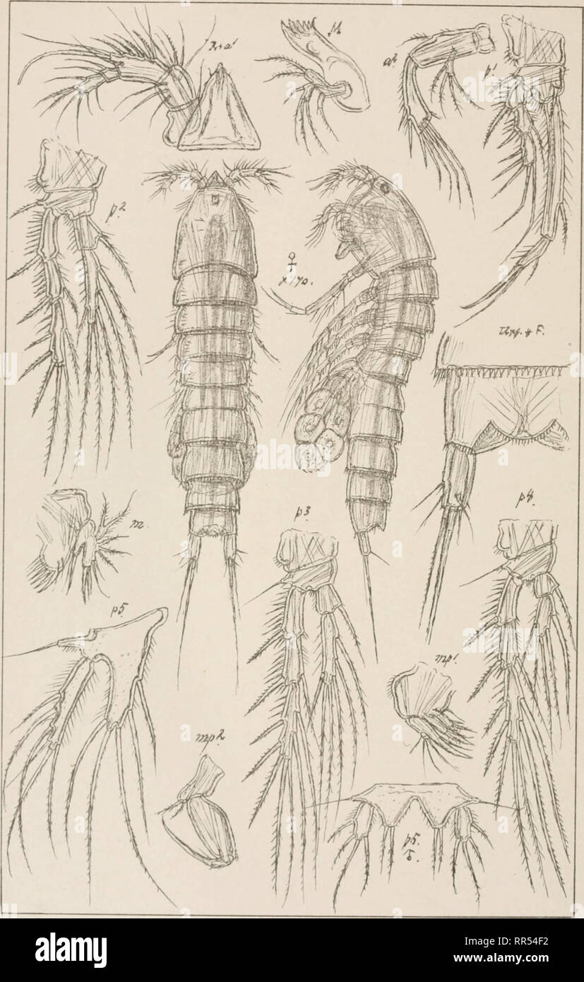 . An account of the Crustacea of Norway, with short descriptions and figures of all the species. Crustacea -- Norway. Laophontidas. Copepoda Harpacticoida Rcxem.. G.O Sars.autogr Normanelia minuta (Boeck). Norsk LithgrOfficm. Please note that these images are extracted from scanned page images that may have been digitally enhanced for readability - coloration and appearance of these illustrations may not perfectly resemble the original work.. Sars, G. O. (Georg Ossian), 1837-1927. Christiania, Copenhagen, A. Cammermeyer Stock Photo
