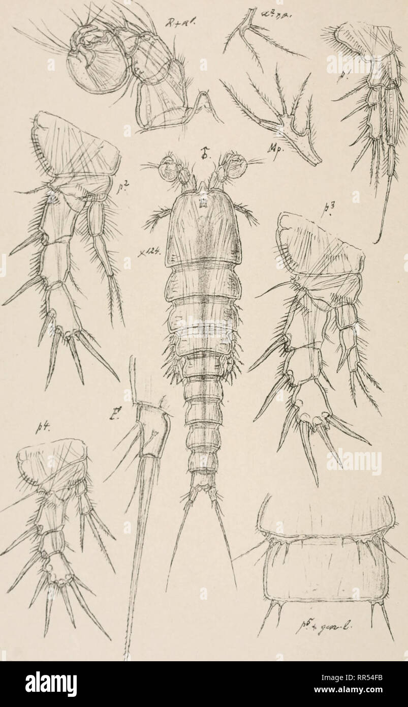 . An account of the Crustacea of Norway, with short descriptions and figures of all the species. Crustacea -- Norway. Copepoda Laophontidoe Harpacticoida PI CXCI. '. GO.Sars autogr Norsk lithgr Officm. Platychclipus littoralis, Brady. male. Please note that these images are extracted from scanned page images that may have been digitally enhanced for readability - coloration and appearance of these illustrations may not perfectly resemble the original work.. Sars, G. O. (Georg Ossian), 1837-1927. Christiania, Copenhagen, A. Cammermeyer Stock Photo