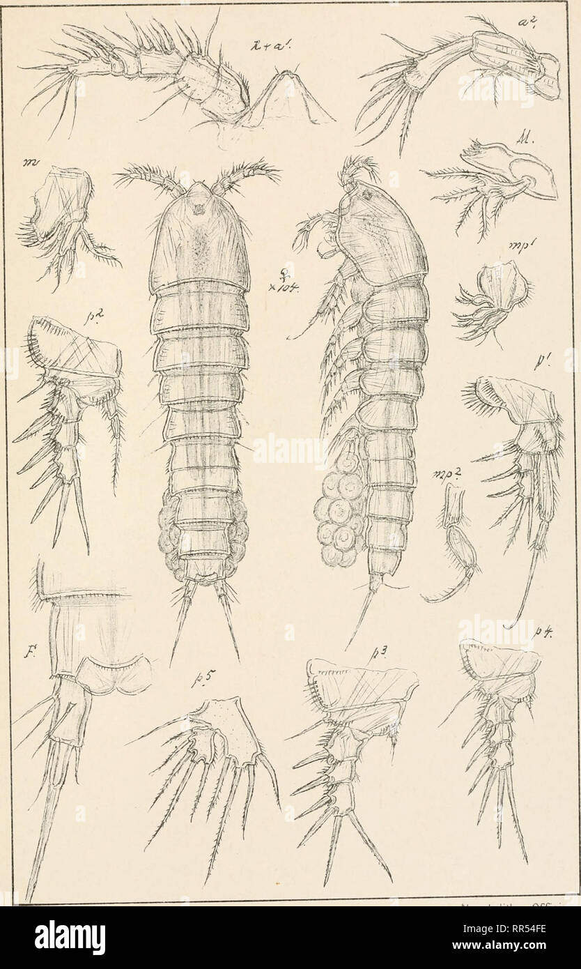 . An account of the Crustacea of Norway, with short descriptions and figures of all the species. Crustacea -- Norway. (Jopepoda Laophontidoe Harpacticoida Pl.CXC.. O.O.Sars autogr. lorsk l.thg, ( Platychelipus littoralis, Brady.. Please note that these images are extracted from scanned page images that may have been digitally enhanced for readability - coloration and appearance of these illustrations may not perfectly resemble the original work.. Sars, G. O. (Georg Ossian), 1837-1927. Christiania, Copenhagen, A. Cammermeyer Stock Photo
