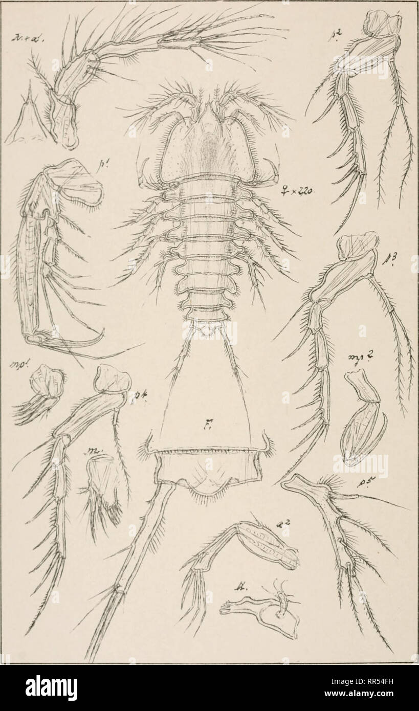 . An account of the Crustacea of Norway, with short descriptions and figures of all the species. Crustacea -- Norway. Gopepoda Laophontidce Harpacticoida PI. CLXfflX. .. G.O.Sars autogr Norsk lithgn Officin. Laophontodes expansus ,G.O.Sars.. Please note that these images are extracted from scanned page images that may have been digitally enhanced for readability - coloration and appearance of these illustrations may not perfectly resemble the original work.. Sars, G. O. (Georg Ossian), 1837-1927. Christiania, Copenhagen, A. Cammermeyer Stock Photo