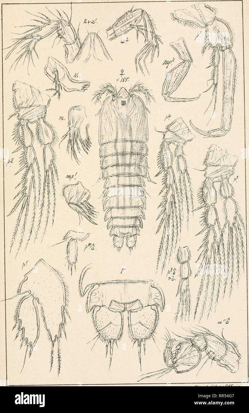 . An account of the Crustacea of Norway, with short descriptions and figures of all the species. Crustacea -- Norway. Copepoda Laophontidoe Harpacticoida Pl.CLXXXSL. G.O.Sars autogr. Sorsk lithgn ( Asellopsis hispida,Brady.. Please note that these images are extracted from scanned page images that may have been digitally enhanced for readability - coloration and appearance of these illustrations may not perfectly resemble the original work.. Sars, G. O. (Georg Ossian), 1837-1927. Christiania, Copenhagen, A. Cammermeyer Stock Photo