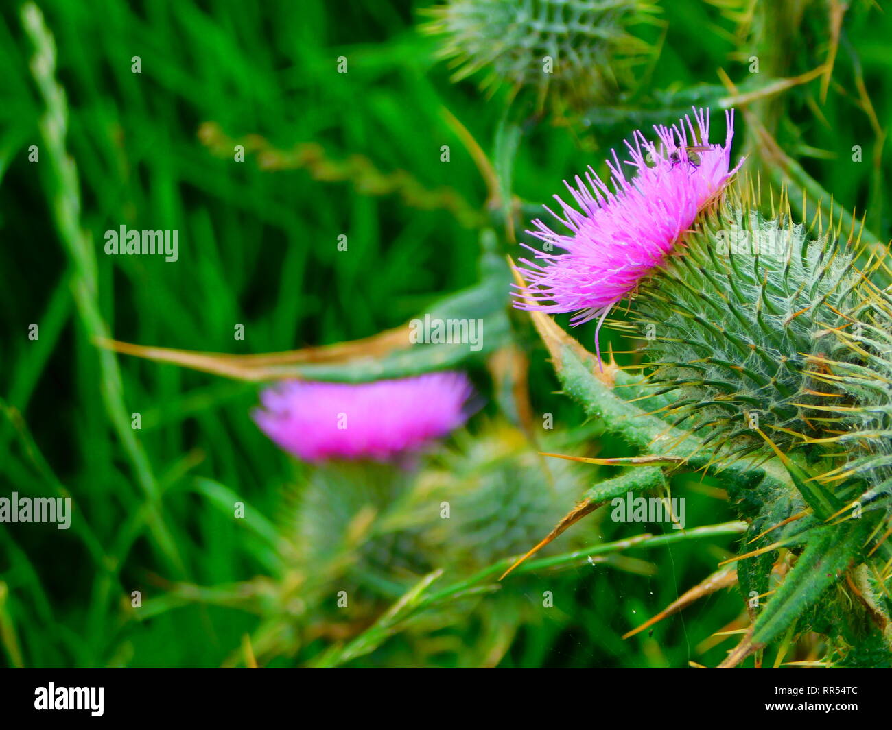 Thistles Scotland Hi Res Stock Photography And Images Alamy