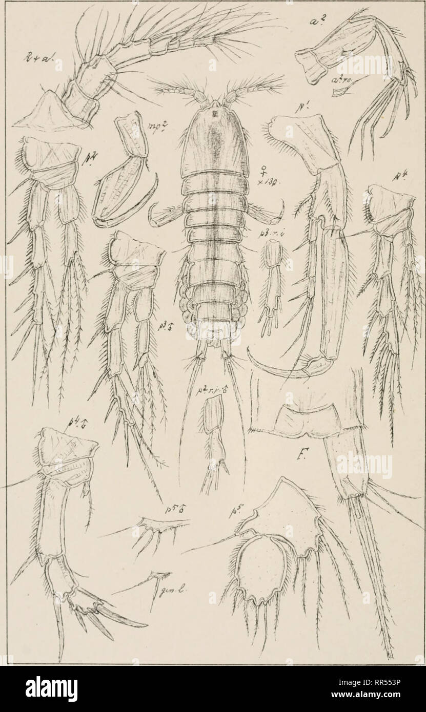. An account of the Crustacea of Norway, with short descriptions and figures of all the species. Crustacea -- Norway. Copepoda Laophontidce Harpacticoida PL.CLXXV If 'f ^ 1 '. G.O.Sars autogr Norsk lithgn Officin. Laophonte littoralis, Scott. Please note that these images are extracted from scanned page images that may have been digitally enhanced for readability - coloration and appearance of these illustrations may not perfectly resemble the original work.. Sars, G. O. (Georg Ossian), 1837-1927. Christiania, Copenhagen, A. Cammermeyer Stock Photo