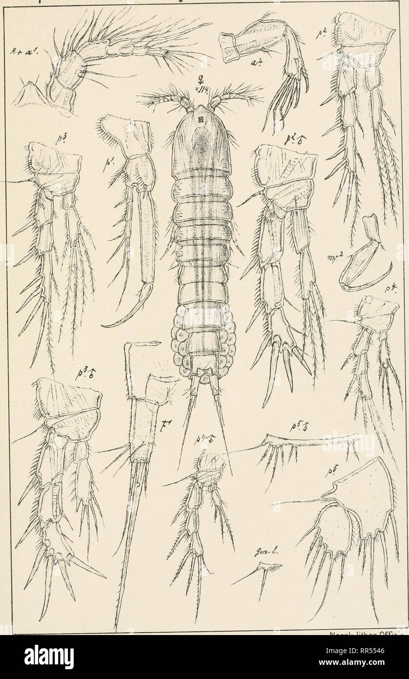 . An account of the Crustacea of Norway, with short descriptions and figures of all the species. Crustacea -- Norway. Copepoda Laophontidoe Harpacticoida PLCLXXIV. G.O-Sars autogr. Norsk lithgn Officin. Laophonte minuta, Boeck. Please note that these images are extracted from scanned page images that may have been digitally enhanced for readability - coloration and appearance of these illustrations may not perfectly resemble the original work.. Sars, G. O. (Georg Ossian), 1837-1927. Christiania, Copenhagen, A. Cammermeyer Stock Photo