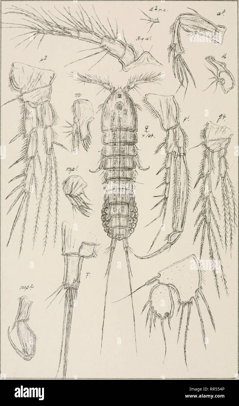 . An account of the Crustacea of Norway, with short descriptions and figures of all the species. Crustacea -- Norway. Gopepoda Laophontidce Harpacticoida PL.CLXXI. G.O.Sars autogr Norsk lithgrcOfficin. Laophonte Stromi (Baird). Please note that these images are extracted from scanned page images that may have been digitally enhanced for readability - coloration and appearance of these illustrations may not perfectly resemble the original work.. Sars, G. O. (Georg Ossian), 1837-1927. Christiania, Copenhagen, A. Cammermeyer Stock Photo