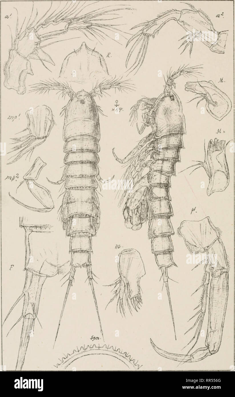 . An account of the Crustacea of Norway, with short descriptions and figures of all the species. Crustacea -- Norway. Gopepoda Laophontidae Harpacticoida PL.CLVII. G.O. Sars, autogr Norsk Litogr Officin. Laophonte cornuta, Phil. Please note that these images are extracted from scanned page images that may have been digitally enhanced for readability - coloration and appearance of these illustrations may not perfectly resemble the original work.. Sars, G. O. (Georg Ossian), 1837-1927. Christiania, Copenhagen, A. Cammermeyer Stock Photo