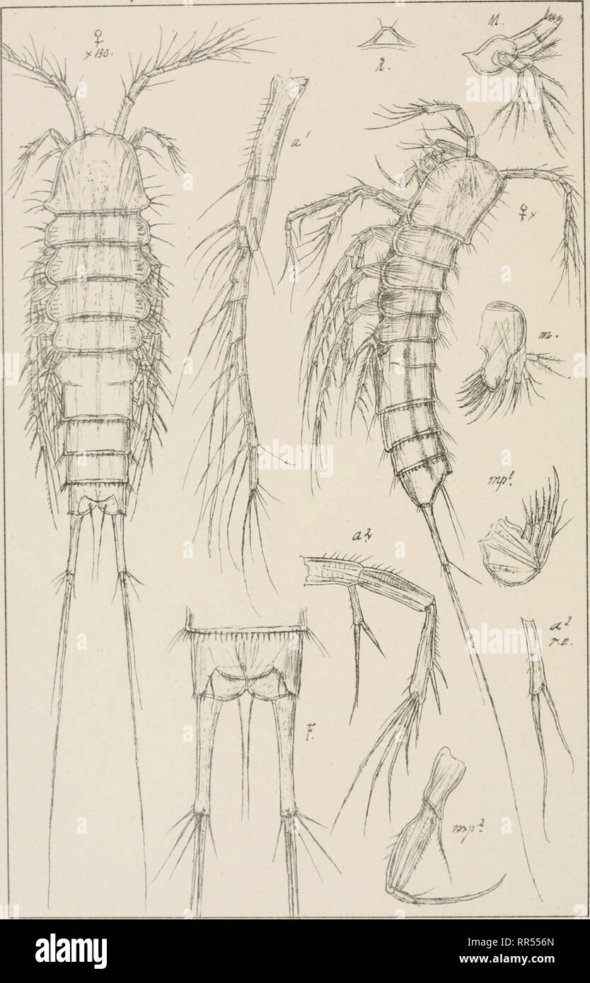 . An account of the Crustacea of Norway, with short descriptions and figures of all the species. Crustacea -- Norway. Copepoda Canthocamptidae Harpacticoida PL.CLE1. 6.0. Sars. autogr Norsk Litogr Officin. Stenocopia setosa 6.0.Sars.. Please note that these images are extracted from scanned page images that may have been digitally enhanced for readability - coloration and appearance of these illustrations may not perfectly resemble the original work.. Sars, G. O. (Georg Ossian), 1837-1927. Christiania, Copenhagen, A. Cammermeyer Stock Photo