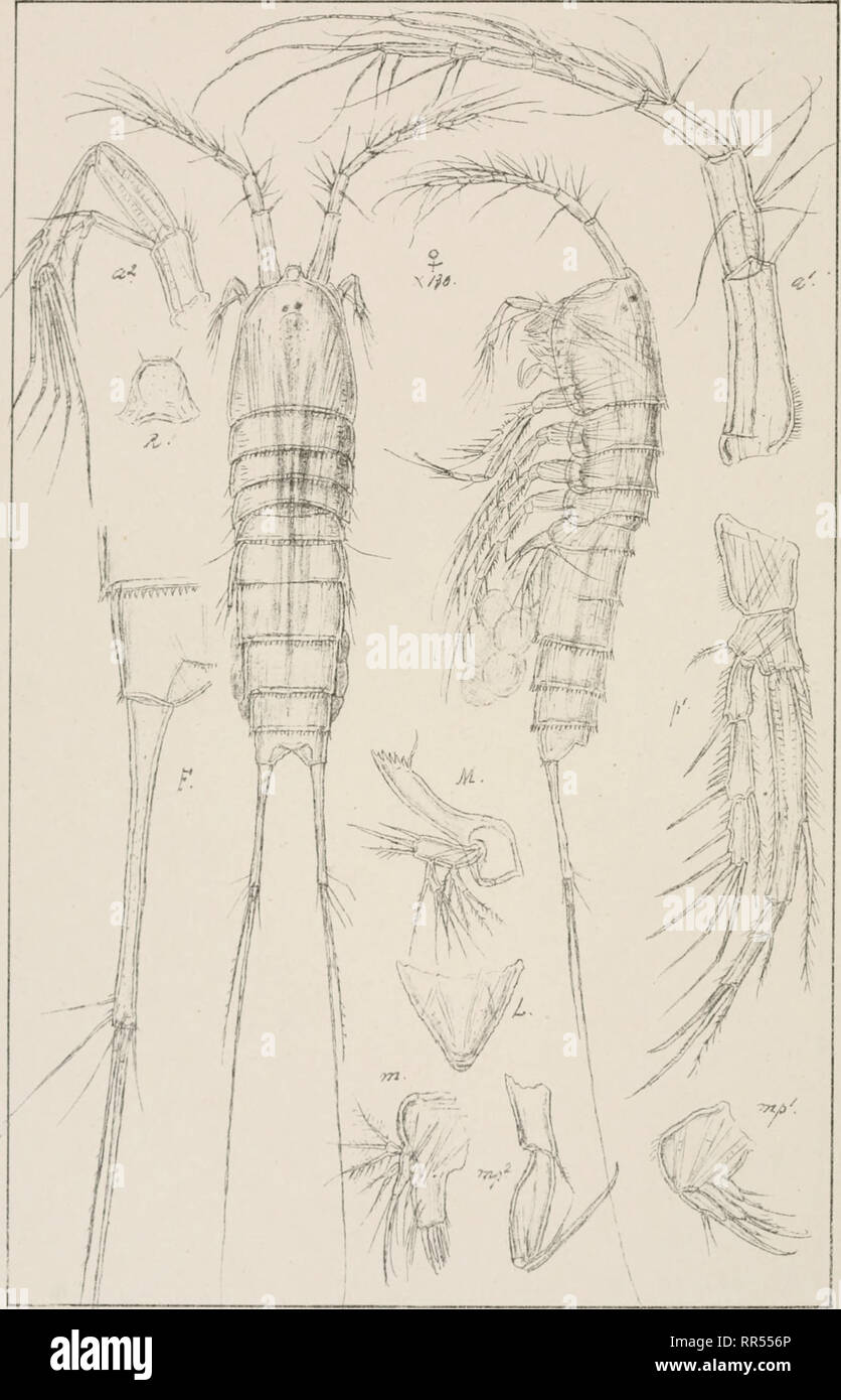 . An account of the Crustacea of Norway, with short descriptions and figures of all the species. Crustacea -- Norway. Copepoda Canthocamptidae Harpacticoida PL.CLI -'. Sars, autogr. Norsk Litogr Officin. Stenocopia longicaudata (Scott.). Please note that these images are extracted from scanned page images that may have been digitally enhanced for readability - coloration and appearance of these illustrations may not perfectly resemble the original work.. Sars, G. O. (Georg Ossian), 1837-1927. Christiania, Copenhagen, A. Cammermeyer Stock Photo