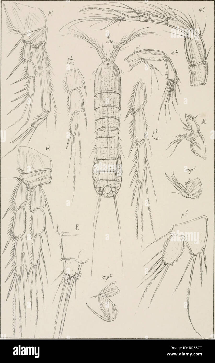 . An account of the Crustacea of Norway, with short descriptions and figures of all the species. Crustacea -- Norway. Copepoda Canthocamptidae Harpacticoida Pl.CXIJ. G.O. Sars, autogr. Ameira minuta, Boeck Norsk Litogr Officin.. Please note that these images are extracted from scanned page images that may have been digitally enhanced for readability - coloration and appearance of these illustrations may not perfectly resemble the original work.. Sars, G. O. (Georg Ossian), 1837-1927. Christiania, Copenhagen, A. Cammermeyer Stock Photo