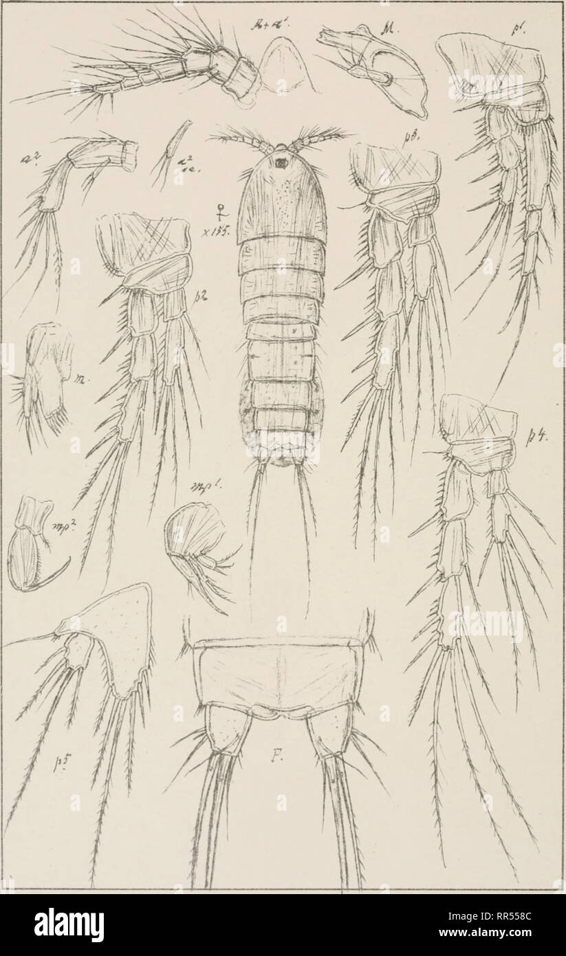 . An account of the Crustacea of Norway, with short descriptions and figures of all the species. Crustacea -- Norway. Copepoda Canthoca mptidae Harpacticoida PI.CXXXVH I.. 6.0. Sars. autcgr Norsk Litogr Otncin. Mesochra hirticornis ,(Scott). Please note that these images are extracted from scanned page images that may have been digitally enhanced for readability - coloration and appearance of these illustrations may not perfectly resemble the original work.. Sars, G. O. (Georg Ossian), 1837-1927. Christiania, Copenhagen, A. Cammermeyer Stock Photo