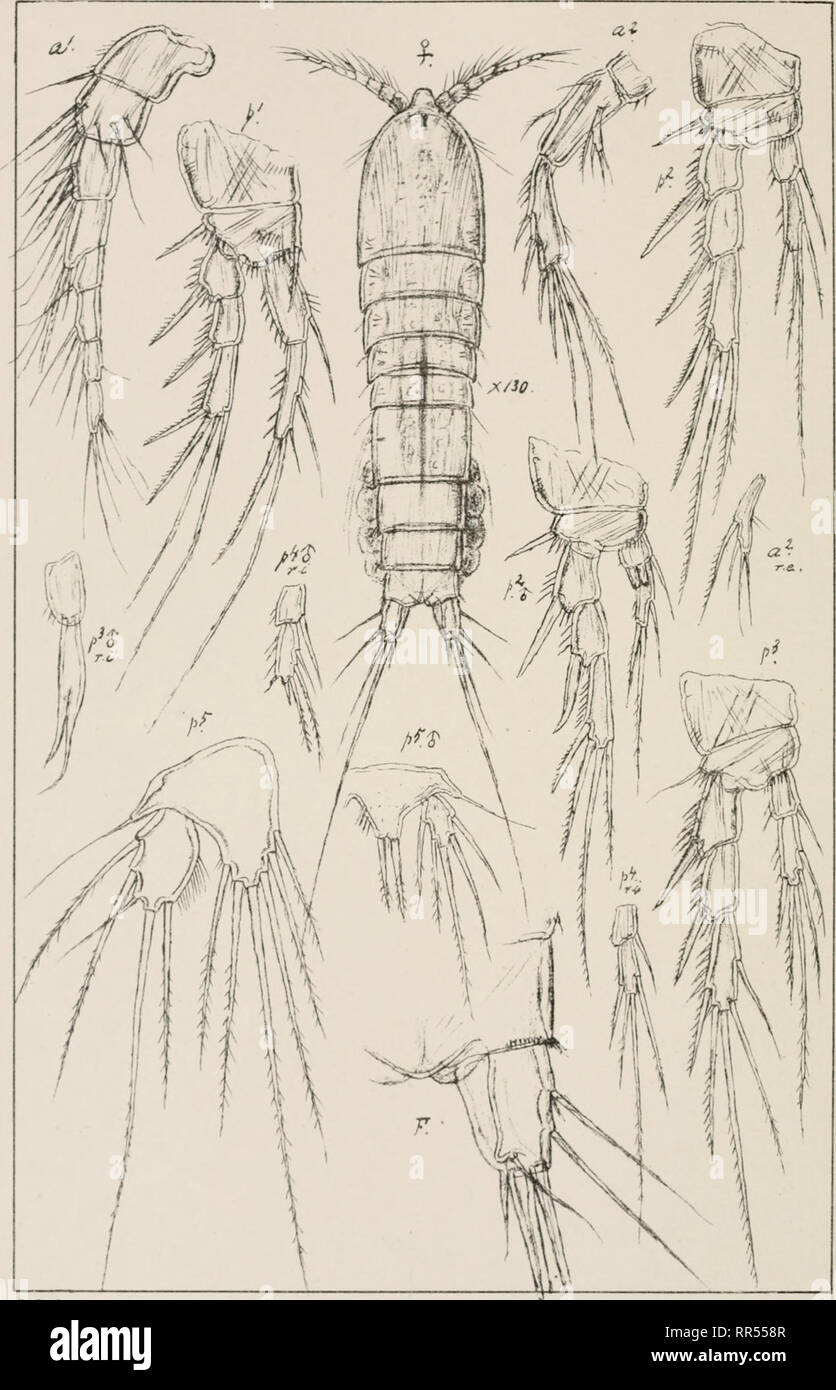 . An account of the Crustacea of Norway, with short descriptions and figures of all the species. Crustacea -- Norway. Copepoda Cantho ca m ptidae Harpactrcoida pi.cxxxm. G. 0. Sars, autogr. Attheyella Duthieri, (Scott). Norsk Litoqr Officjn.. Please note that these images are extracted from scanned page images that may have been digitally enhanced for readability - coloration and appearance of these illustrations may not perfectly resemble the original work.. Sars, G. O. (Georg Ossian), 1837-1927. Christiania, Copenhagen, A. Cammermeyer Stock Photo