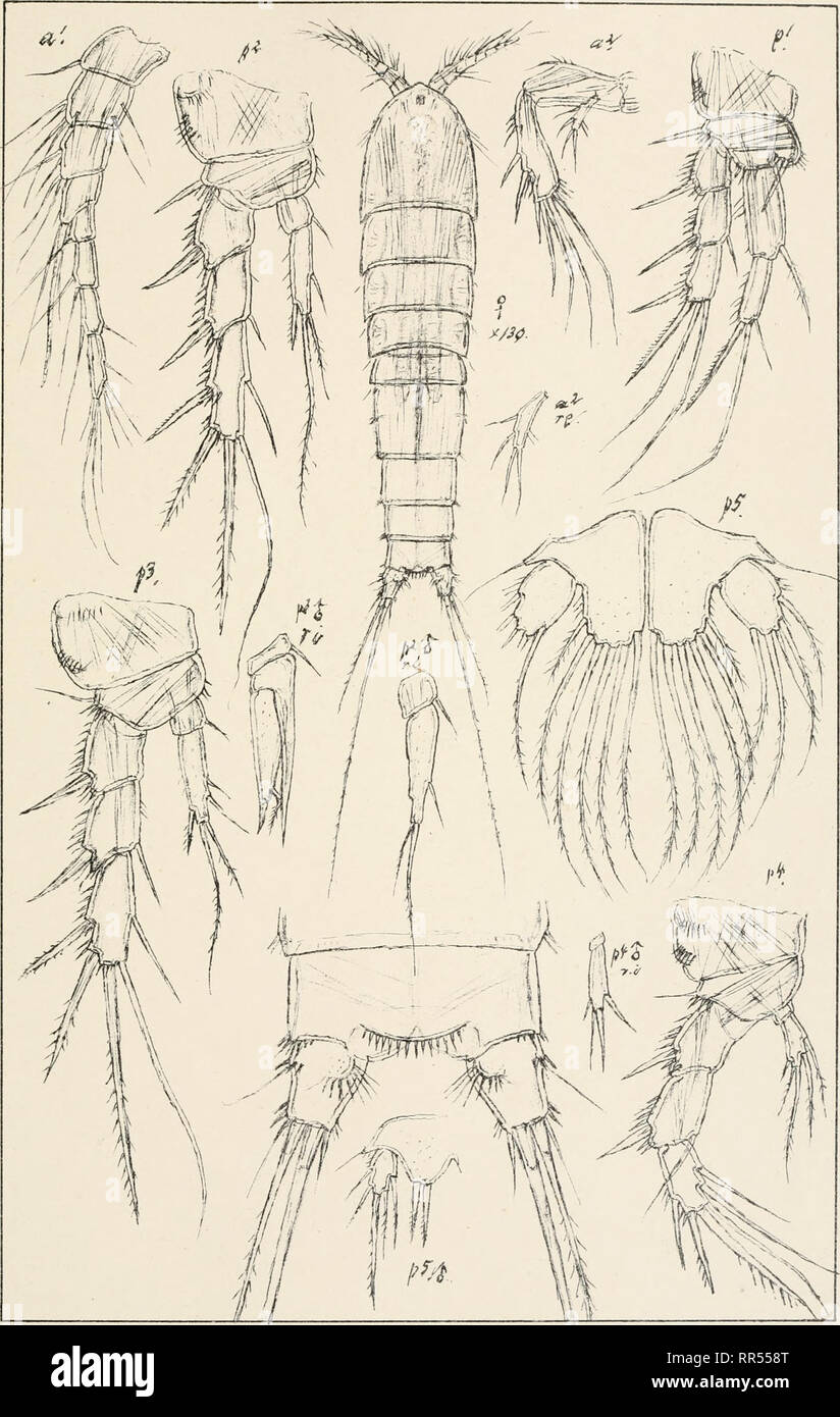 . An account of the Crustacea of Norway, with short descriptions and figures of all the species. Crustacea -- Norway. Copepoda Canthocamptidae Harpacticoida Pl.CXXXII. G.Q. Sars, autogr. Attheyella arctica (LilljeborgV Norsk Litogr Officin.. Please note that these images are extracted from scanned page images that may have been digitally enhanced for readability - coloration and appearance of these illustrations may not perfectly resemble the original work.. Sars, G. O. (Georg Ossian), 1837-1927. Christiania, Copenhagen, A. Cammermeyer Stock Photo