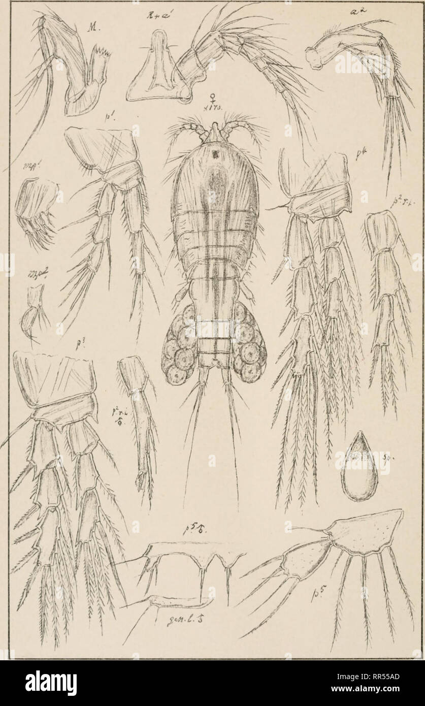 . An account of the Crustacea of Norway, with short descriptions and figures of all the species. Crustacea -- Norway. Diosaccidee. Copepoda Harpacticoida pi.cxxi. f. G.O.Sars autogr Norsk lithgr Officin Stenhelia refiexa (Brady). Please note that these images are extracted from scanned page images that may have been digitally enhanced for readability - coloration and appearance of these illustrations may not perfectly resemble the original work.. Sars, G. O. (Georg Ossian), 1837-1927. Christiania, Copenhagen, A. Cammermeyer Stock Photo