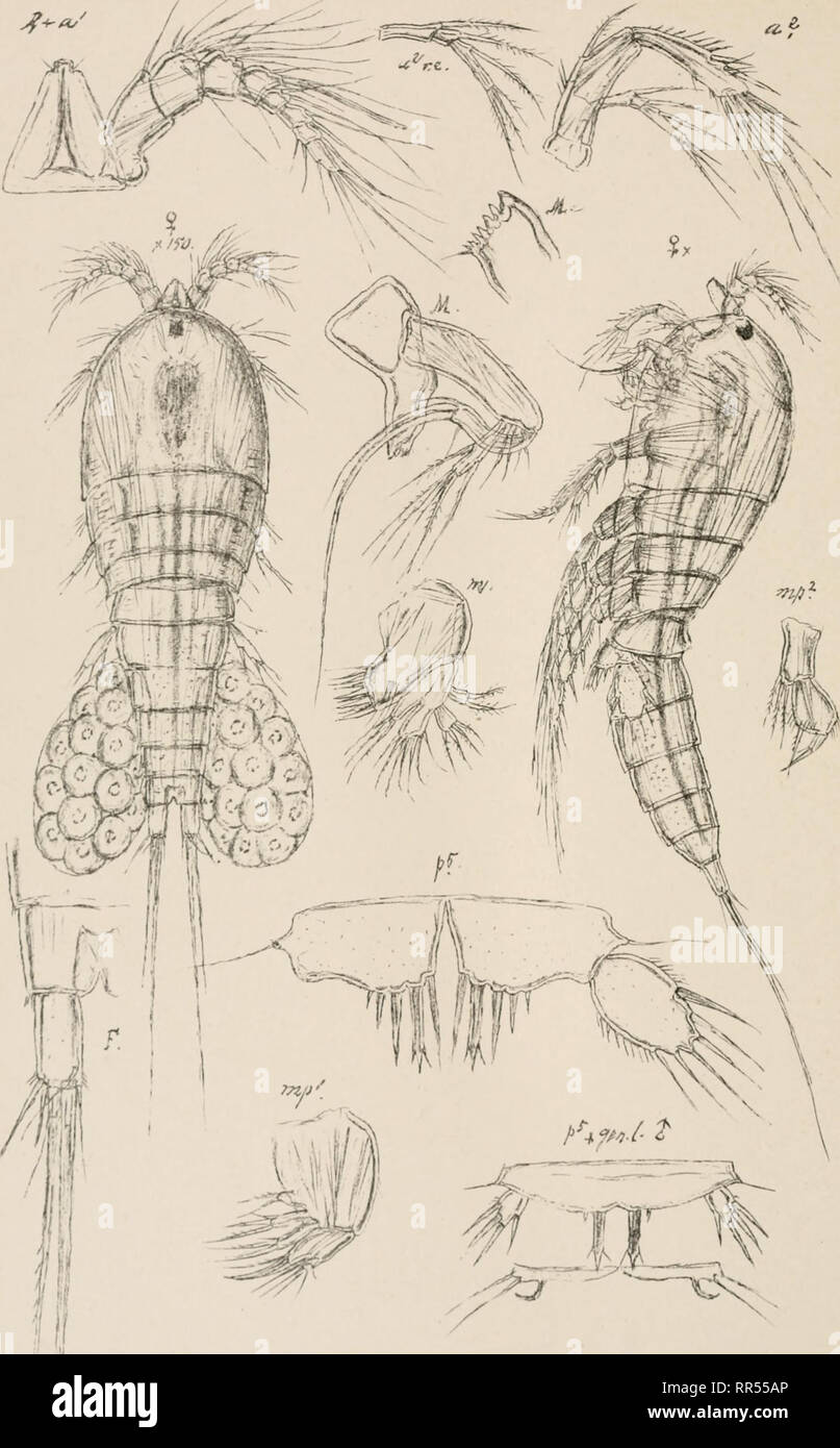 . An account of the Crustacea of Norway, with short descriptions and figures of all the species. Crustacea -- Norway. Diosaccidae. Copepoda Harpacticoida PL CXK. , •. G.O.Sars autogr Stenhelia gibba, Boeck Norsk lithgr. Officin. Please note that these images are extracted from scanned page images that may have been digitally enhanced for readability - coloration and appearance of these illustrations may not perfectly resemble the original work.. Sars, G. O. (Georg Ossian), 1837-1927. Christiania, Copenhagen, A. Cammermeyer Stock Photo