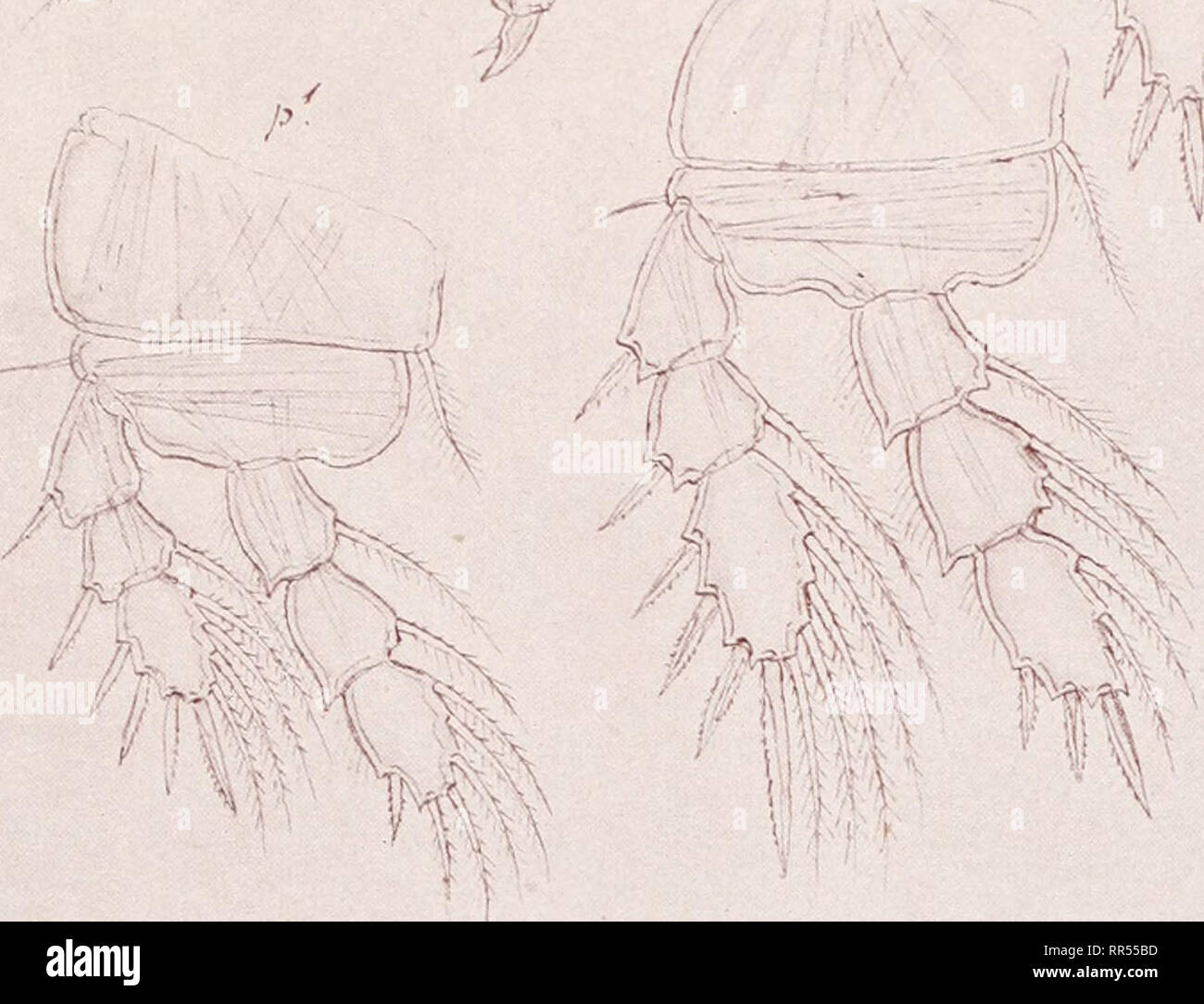 . An account of the Crustacea of Norway, with short descriptions and figures of all the species. Crustacea -- Norway. '•• &quot;. .• &quot;•  c. I. T. Please note that these images are extracted from scanned page images that may have been digitally enhanced for readability - coloration and appearance of these illustrations may not perfectly resemble the original work.. Sars, G. O. (Georg Ossian), 1837-1927. Christiania, Copenhagen, A. Cammermeyer Stock Photo