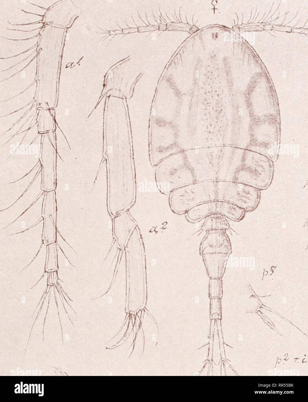 . An account of the Crustacea of Norway, with short descriptions and figures of all the species. Crustacea -- Norway. Lichomolgidae Copepoda Cyclopoida PI. CXVII. Please note that these images are extracted from scanned page images that may have been digitally enhanced for readability - coloration and appearance of these illustrations may not perfectly resemble the original work.. Sars, G. O. (Georg Ossian), 1837-1927. Christiania, Copenhagen, A. Cammermeyer Stock Photo