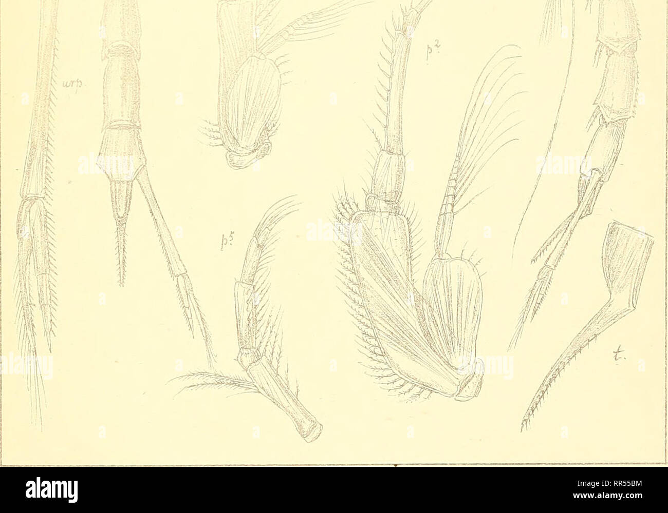 . An account of the Crustacea of Norway, with short descriptions and figures of all the species. Crustacea -- Norway. G.o.sarsautogr DiastyliS RaiHkei, ( Kroyer). vap. T.,«,denpn.ateOp.a.H,ch. (adult male).. Please note that these images are extracted from scanned page images that may have been digitally enhanced for readability - coloration and appearance of these illustrations may not perfectly resemble the original work.. Sars, G. O. (Georg Ossian), 1837-1927. Christiania, Copenhagen, A. Cammermeyer Stock Photo