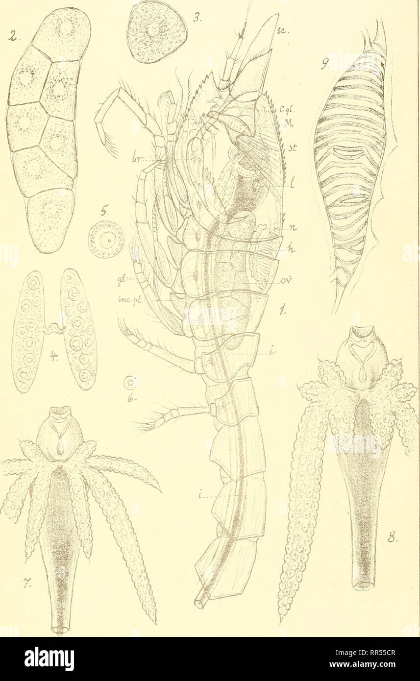 . An account of the Crustacea of Norway, with short descriptions and figures of all the species. Crustacea -- Norway. Anatomy. Cumacea, PI. LXVII.. G.0. Sars autogr Leucon- Diastylis. Trykt I den private Opma3(rf]g,C^''a-. Please note that these images are extracted from scanned page images that may have been digitally enhanced for readability - coloration and appearance of these illustrations may not perfectly resemble the original work.. Sars, G. O. (Georg Ossian), 1837-1927. Christiania, Copenhagen, A. Cammermeyer Stock Photo
