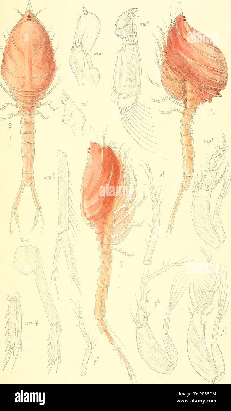 . An account of the Crustacea of Norway, with short descriptions and figures of all the species. Crustacea -- Norway. Campylaspidae. UUm.Q.CG8., Pl.LX.. G. 0. Sars autogr Campylaspis costata, G. 0. Sars. Trjkt I den private Qpmaa'ingXhra.. Please note that these images are extracted from scanned page images that may have been digitally enhanced for readability - coloration and appearance of these illustrations may not perfectly resemble the original work.. Sars, G. O. (Georg Ossian), 1837-1927. Christiania, Copenhagen, A. Cammermeyer Stock Photo